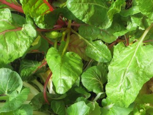 Greens in Greenhouse